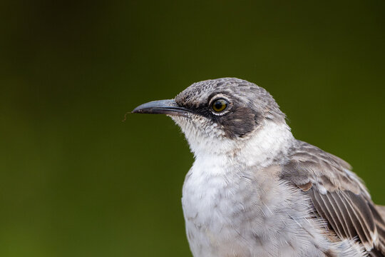 Close head portrait of a Galapagos mockingbird in natural light