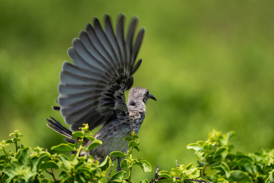 An Espanola mockingbird spreads one wing above dense foliage