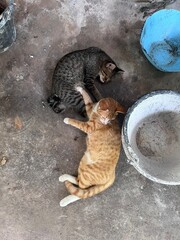 cat and mouse © kantari