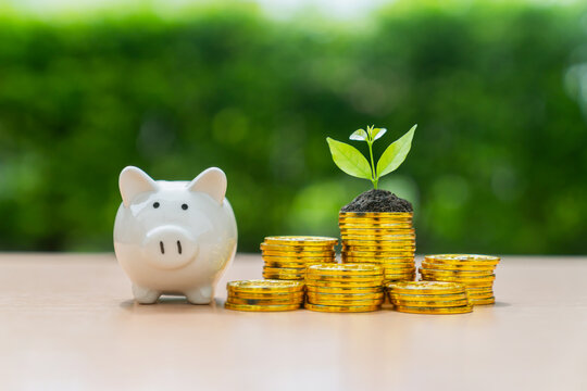 White piggy bank and growing plant on stack of coins, Money concept and the goal success.