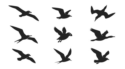 Fototapeta premium Coastal seabird and gull silhouettes in flight.