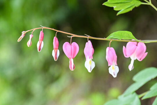 Beautiful bleeding heart (Lamprocapnos spectabilis) flowers.