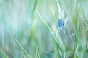 Common Blue butterfly (Polyommatus icarus) in a summer meadow with wildflowers and grasses © anettastar