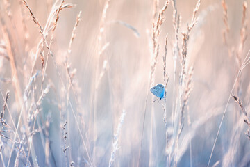 Common Blue butterfly (Polyommatus icarus) in a summer meadow with wildflowers and grasses © anettastar