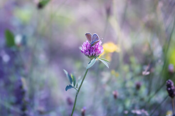 Common Blue butterfly (Polyommatus icarus) in a summer meadow with wildflowers and grasses © anettastar