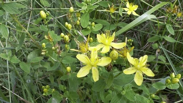 Blooming St john's wort in july on meadow in central Russia.