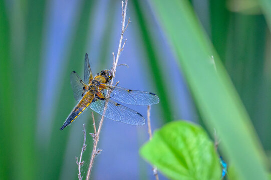 dragonfly on a branch