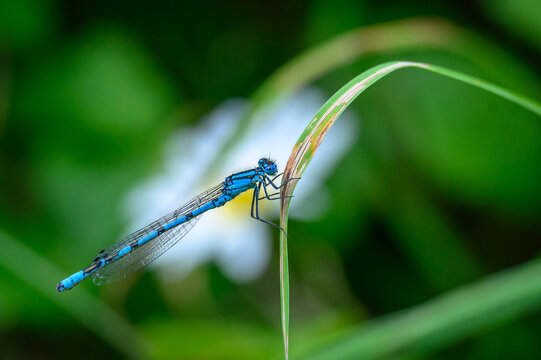 blue damselfly on a green leaf