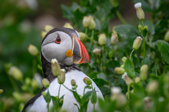 Puffin amongst the flowers