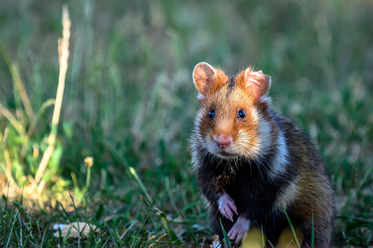 European hamster in a graveyard in Vienna