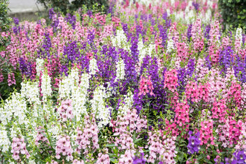 Fototapeta premium Beautiful Angelonia salicariifolia flowers.