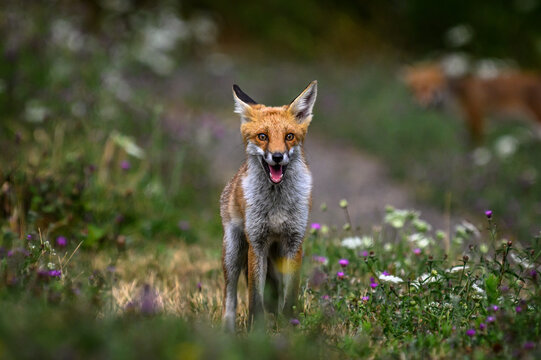 Red fox in a field