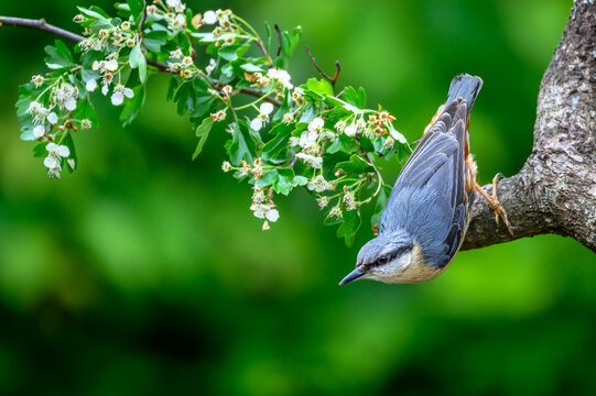 Nuthatch on a branch amongst blossoms