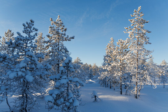 A majestic winter landscape with tall snow-laden pine trees casting long parallel shadows on pristine fresh snow in deep woods.