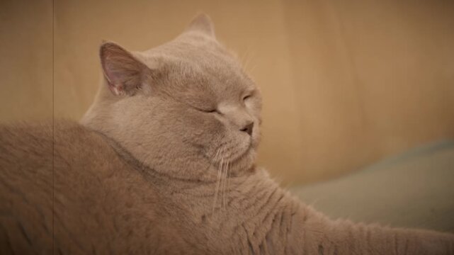 Lilac British Shorthair cat rests on a soft beige sofa while showing a grumpy and indifferent facial expression. Concept of feline boredom, pet personality, and animal indifference.