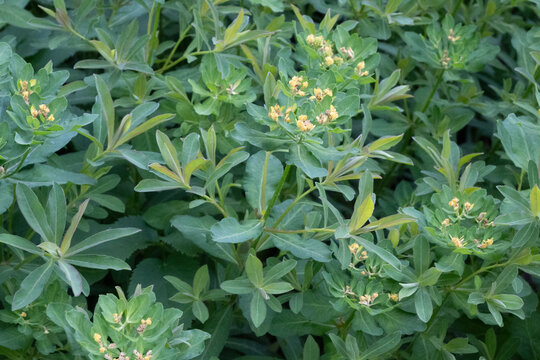 Horizontal close-up of a lush green spurge plant with small yellow flower clusters and textured leaves. Great for botanical patterns, nature textures, and eco-friendly background design.