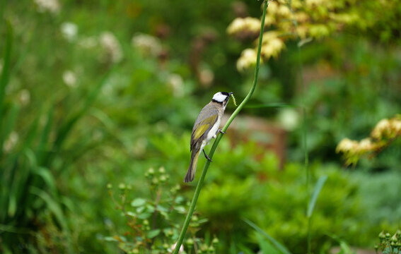A white-headed bulbul that just caught a green caterpillar