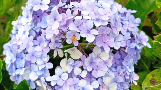 Beautiful light blue hydrangea flowers blooming in a vibrant green garden