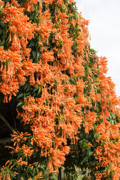 Beautiful flame vine (pyrostegia venusta) flowers.