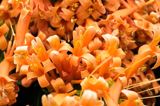 Beautiful flame vine (pyrostegia venusta) flowers.