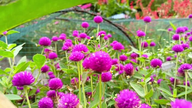 Vibrant Globe Amaranth Flowers Blooming in Garden Sunlight