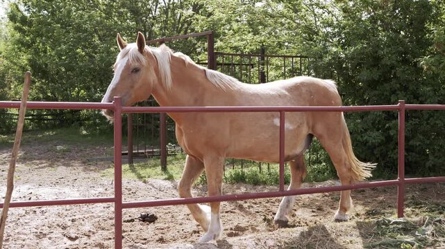 A palomino horse with a white mane walks slowly behind a red metal fence in a sunny paddock. Concept of equestrian lifestyle, horse breeding, rural farm life, and animal care.