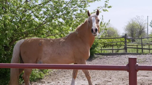 A beautiful palomino horse with a blonde mane and white blaze stands inside a fenced ranch paddock on a sunny day. Concept of equestrian life, farm animals, and horse breeding.