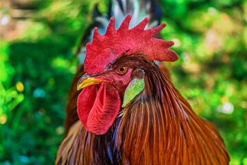 Styrian countryside, animals and trees, Hitzendorf, Styria, Austria, May 2026 , rooster on the farm © Michael Knöbl