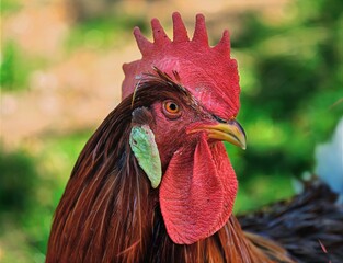 Styrian countryside, animals and trees, Hitzendorf, Styria, Austria, May 2026 , rooster on the farm © Michael Knöbl