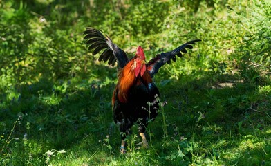 Styrian countryside, animals and trees, Hitzendorf, Styria, Austria, May 2026 , rooster on the farm © Michael Knöbl