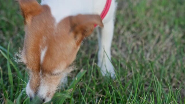 Jack Russell terrier dog eating grass outdoors
