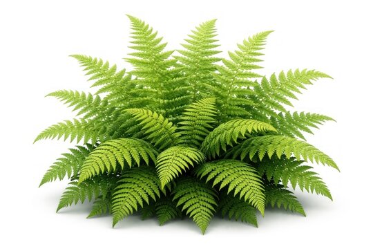Lush green fern plant isolated.