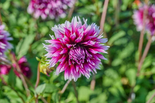 purple white dahlia Alauna Clair-Obscur in the sun