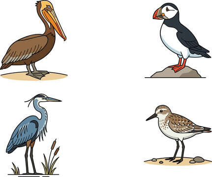Flat vector illustration set of coastal sea birds including brown pelican puffin blue heron and sandpiper