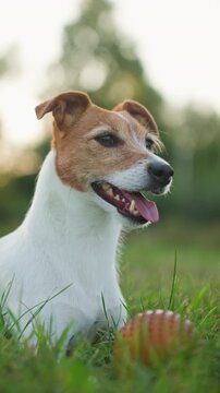 Small dog resting on grass outdoors and breathing quickly in hot weather
