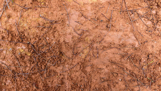 Wet red clay soil texture with small twigs in Papua, Indonesia
