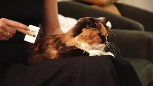 Woman grooming a long haired calico cat using a slicker brush at home. Everyday pet care scene highlighting coat maintenance, hygiene, and responsible ownership