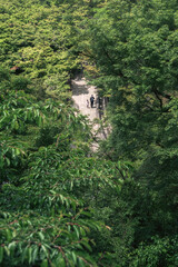 Fototapeta premium 京都