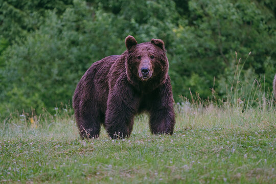 Brown bear standing in green meadow