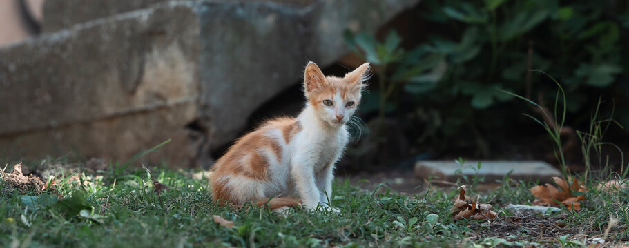 Stray Kitten Alone on Concrete Wall Animal Charity Concept