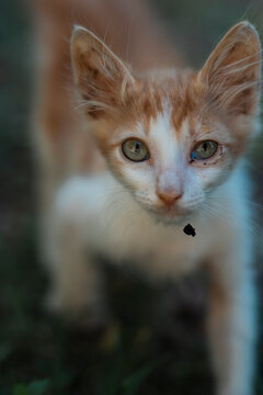 Stray Kitten Face Close Up Homeless Animal Rescue Donation Concept