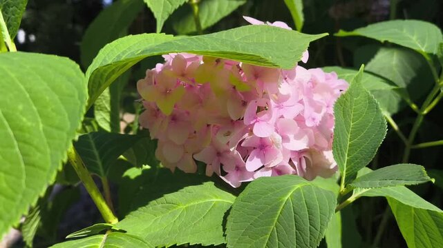 A soft pink hydrangea flower sways in a gentle breeze, surrounded by green leaves under the bright summer sun. A natural garden botanical floral backdrop with fresh foliage and seasonal beauty.