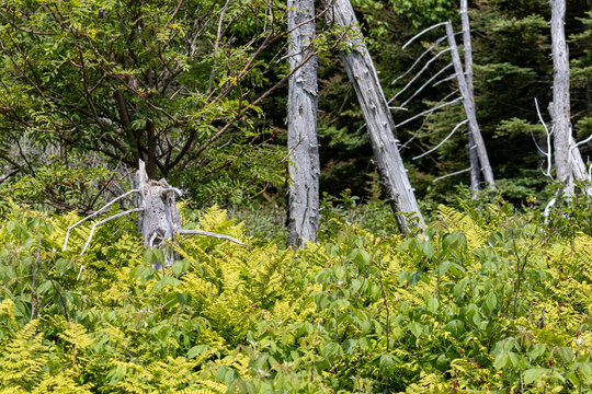 Gaspesie, Quebec, 15 July 2026 : Lush green ferns and undergrowth surround weathered dead tree trunks in a vibrant forest.