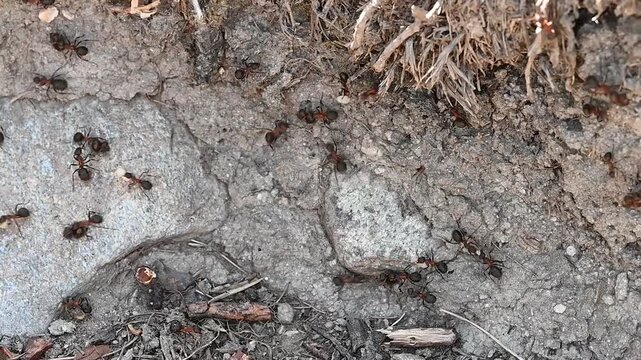 Hairy Wood Ant Formica Lugubris Workers Moving Along Earthy Trail Macro