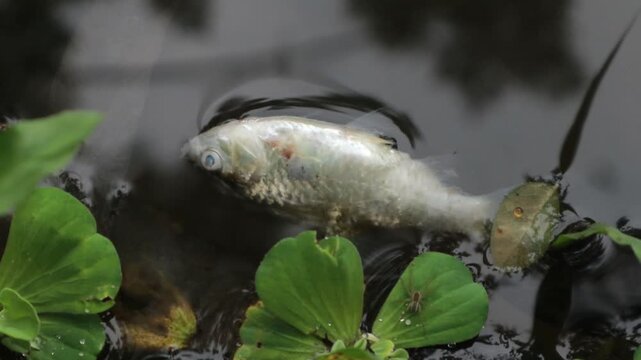 Dead fish are floating in the seawater. Dead fish are floating in the pond due to polluted water. fish in aquarium. fish in the water. fish in the snow