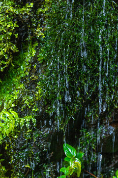 Clear mountain water trickles down dark, wet rocks covered in vibrant green moss