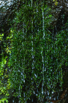 Clear mountain water trickles down dark, wet rocks covered in vibrant green moss
