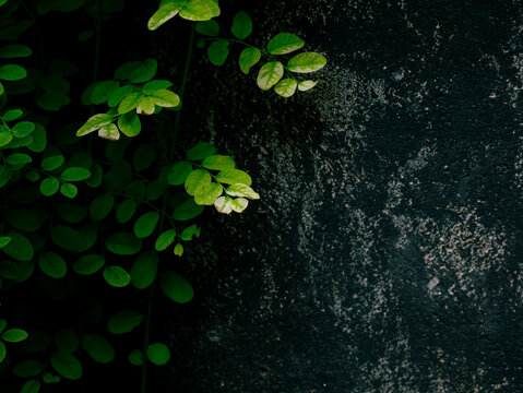 Green Leaves Against Dark Textured Concrete Wall, Negative Space Nature Background