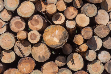 Fototapeta premium A stack of freshly cut pine logs