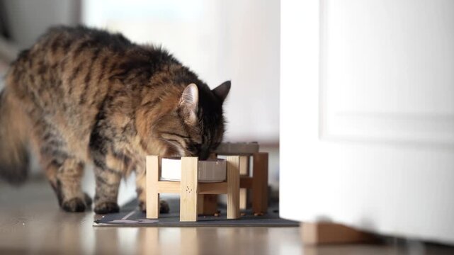 Fluffy Tabby Cat Eating From Raised Bowl at Home